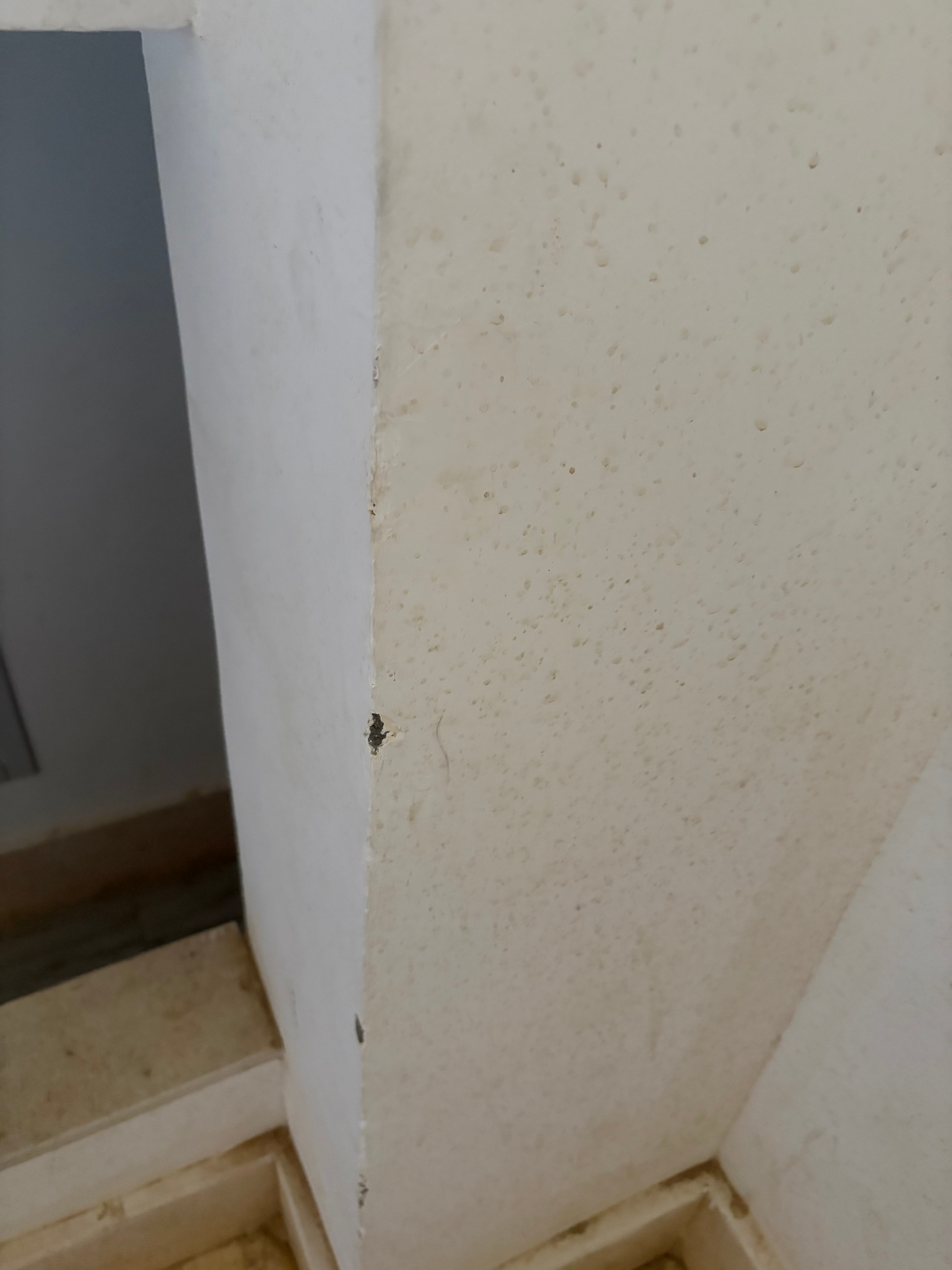 White painted ceiling soffit with multiple dead insects stuck to the surface — flies clearly visible as dark specks against white paint, ceiling not cleaned in months